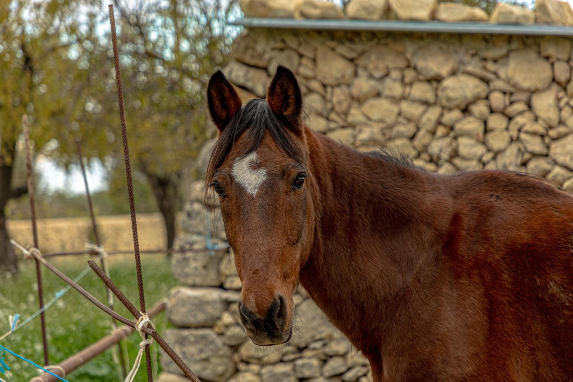 Masseria Usamborgia Noto Kültér fotó